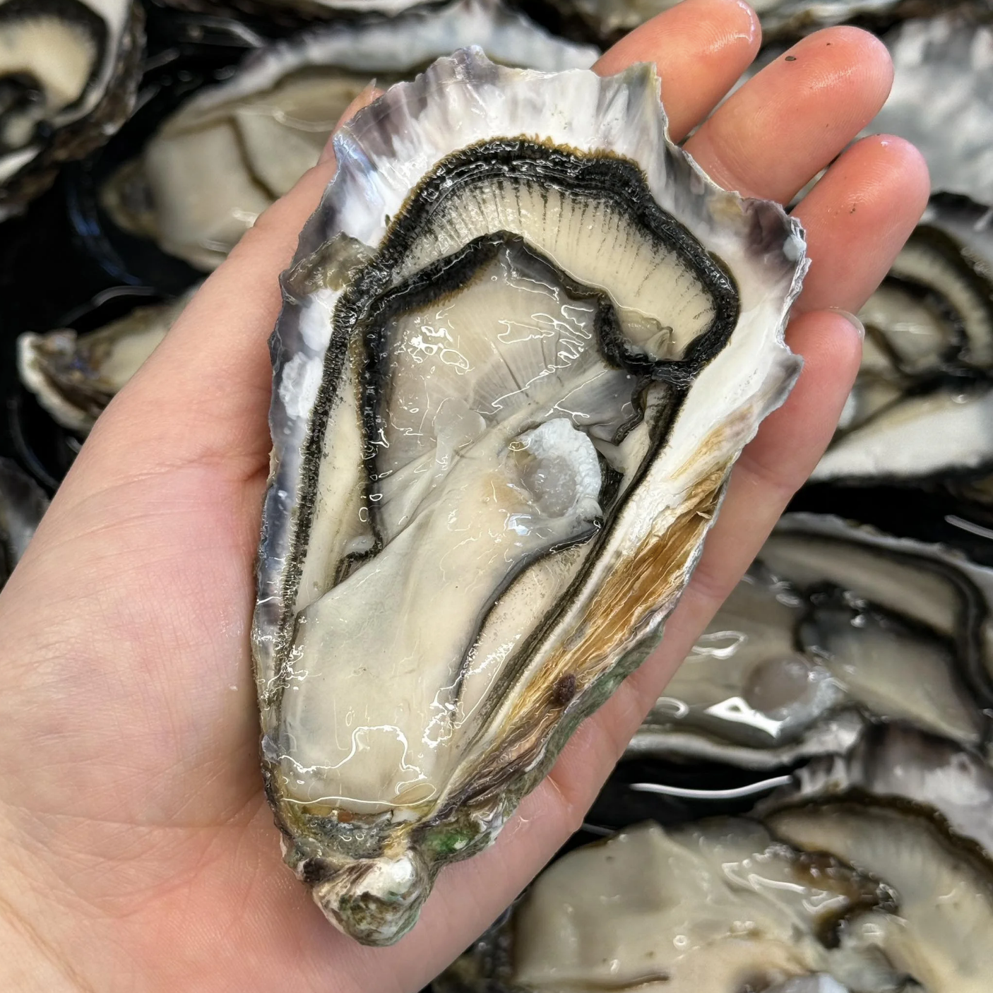 Jumbo Oyster (Each)